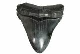 Fossil Megalodon Tooth - Georgia #151508-1